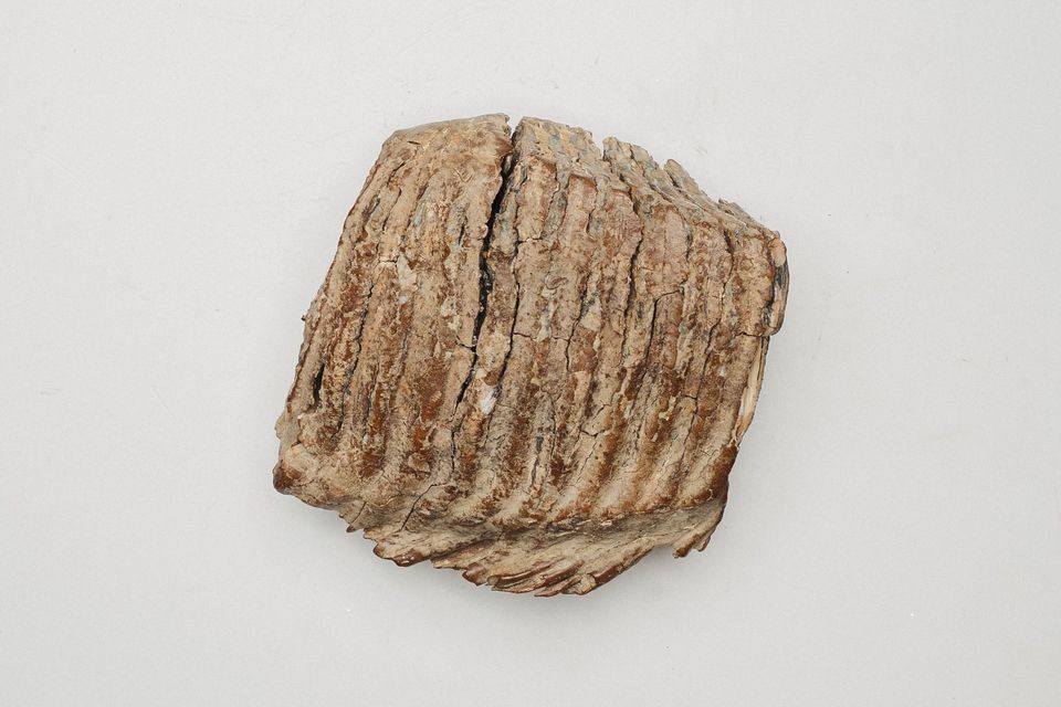 Molar fosil de mamut, cu lamele de smalț, văzut de sus