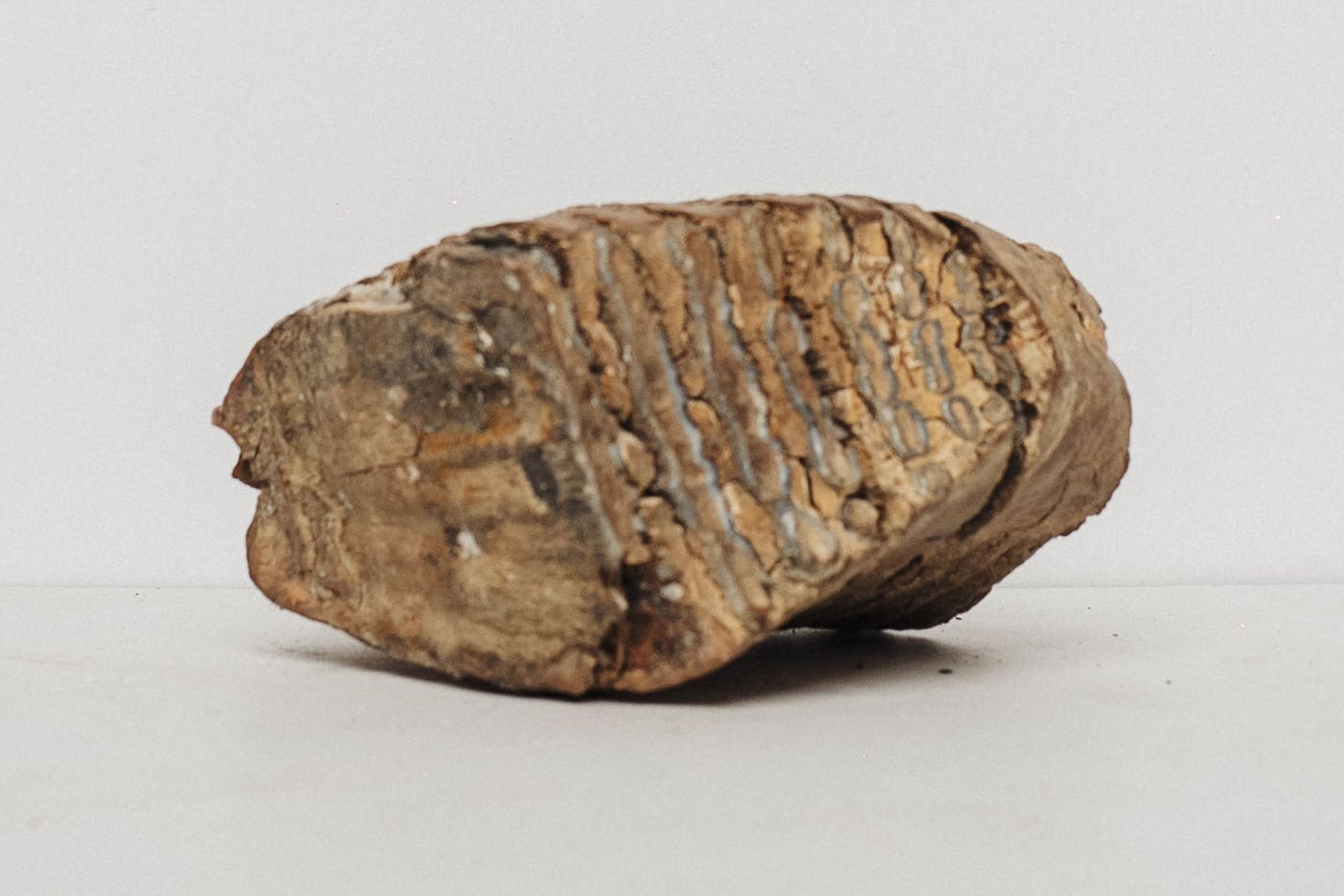 Molar fosil de mamut, cu lamelele de smalț vizibile