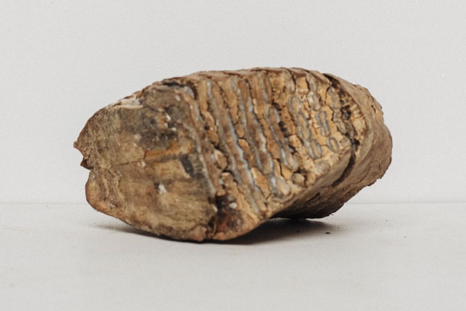 Molar fosil de mamut, cu lamelele de smalț vizibile